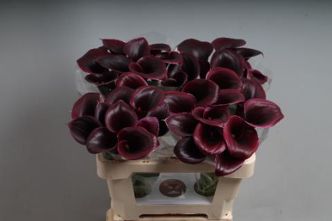 Calla Cantor
