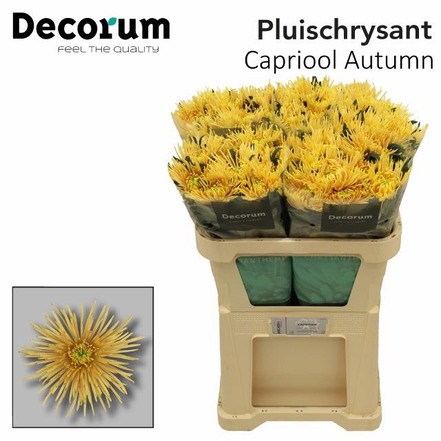 Chr. Capriool Autum 1pt