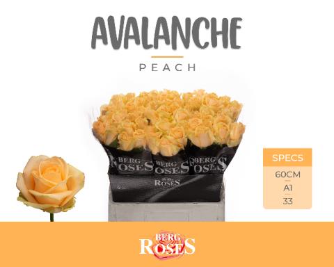 Roses Avalanche Peach