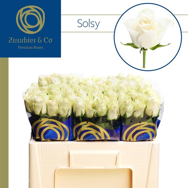 Roses Solsy
