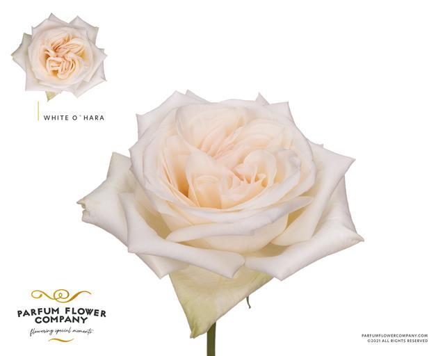 Roses White O.Hara