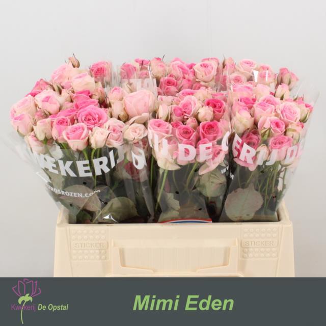 Roses spray Mimi Eden
