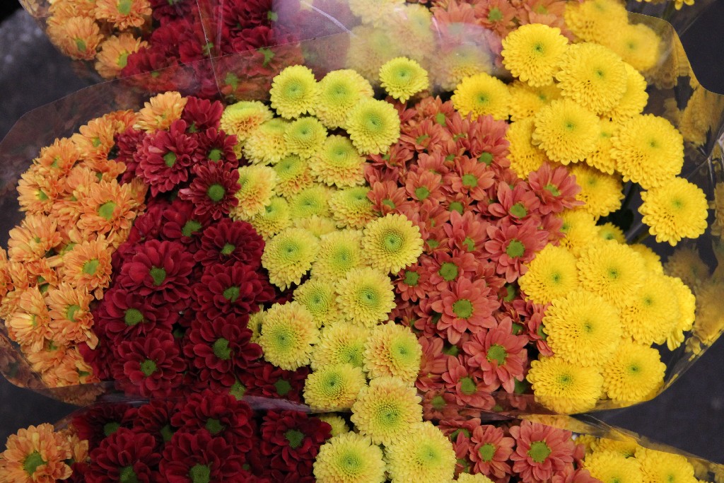 Santini Autumn Mix